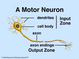 a neuron